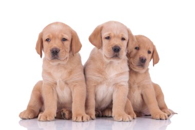 labrador retriever dogs sitting and looking in different directi