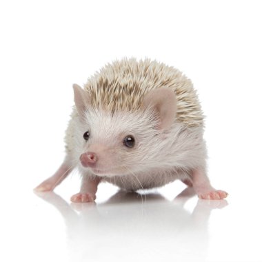hedgehog with white fur standing and looking at camera 