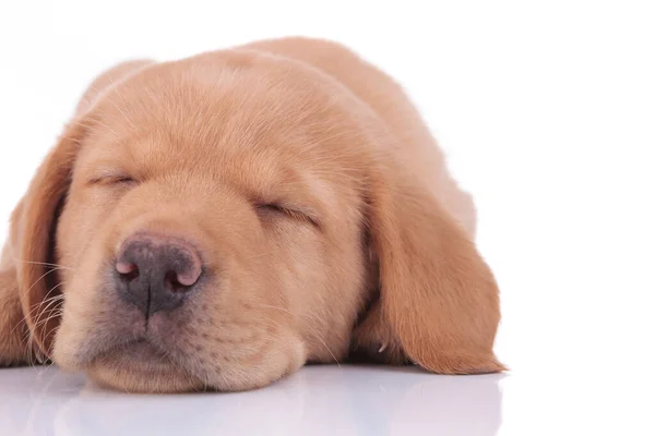 Labrador retriever chien couché et endormi fatigué — Photo