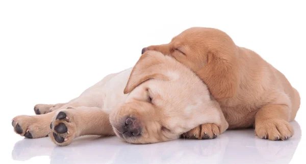 Labrador retriever dogs lying down next to each other — 图库照片
