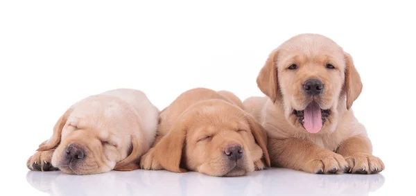 Labrador retriever dogs sleeping and panting happy — Stock Fotó
