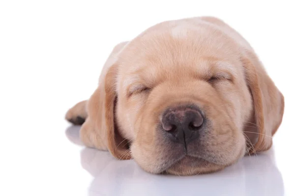 Close up of a labrador retriever dog sleeping tired — Zdjęcie stockowe