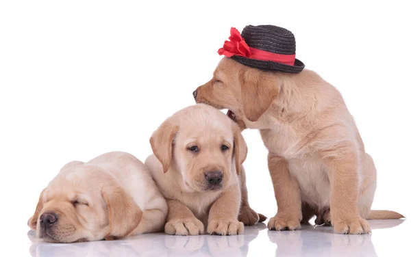 Two labrador retriever dogs resting next to one biting playful — Stock Photo, Image