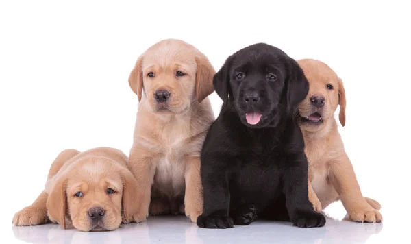 Labrador retriever dogs sitting and lying down while panting hap — Stock Photo, Image
