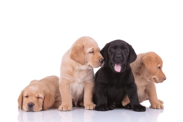 Labrador retriever perros jadeando y mirando a un lado feliz —  Fotos de Stock