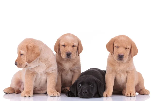 Labrador retriever dogs looking aside and resting head — Stockfoto