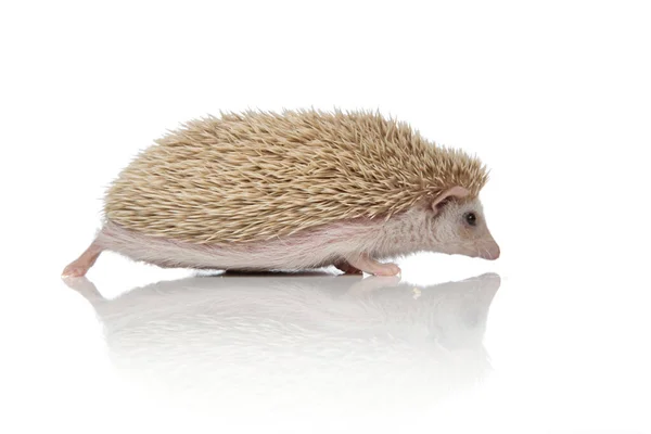 Adorable albino hedgehog walking on his path happy — Zdjęcie stockowe