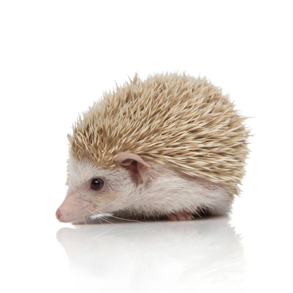 Albino hedgehog lying down and looking aside curious — Stockfoto