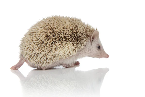 Albino hedgehog standing with three legs folded and one extended — Zdjęcie stockowe