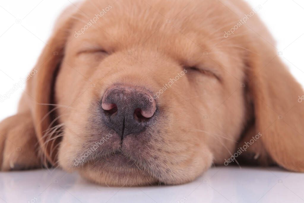 close up of a labrador retriever dog sleeping tired