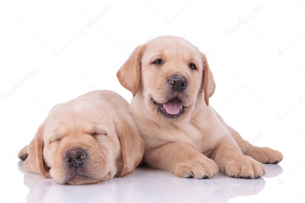 two labrador retriever dogs sleeping and panting happy