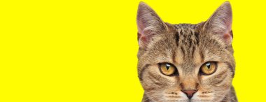 cool beautiful cat on yellow background