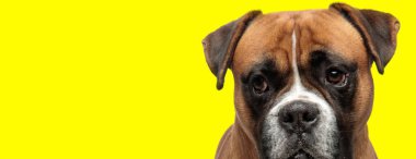 curious brown boxer dog looks to side