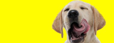 funny labrador retriever licking its nose with eyes closed 