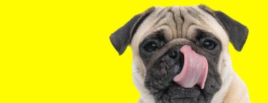 hungry little pug licking its nose as it waits to eat a snack 