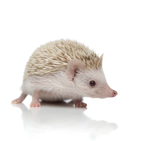 Albino hedgehog with white fur standing and looking aside — Zdjęcie stockowe