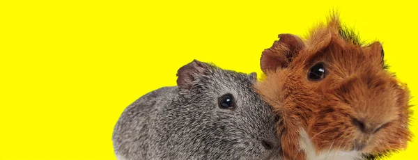 Two curious guinea pigs looking suspicious — Stock Photo, Image