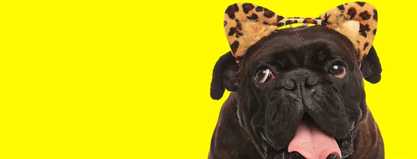 Animado boxer cão vestindo animal impressão hadband olha para o lado — Fotografia de Stock