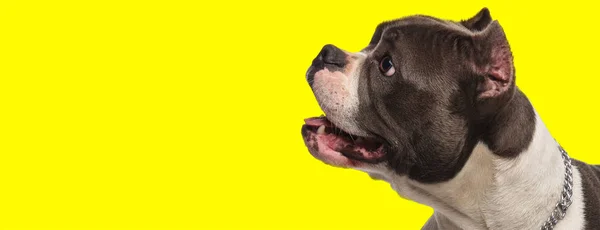Happy american bully dog looks to side and panting with mouth op — 스톡 사진