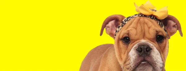 Adorable english bulldog puppy on yellow background — Stockfoto