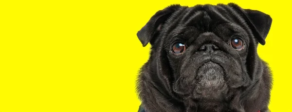 Shocked black pug looking funny — 스톡 사진