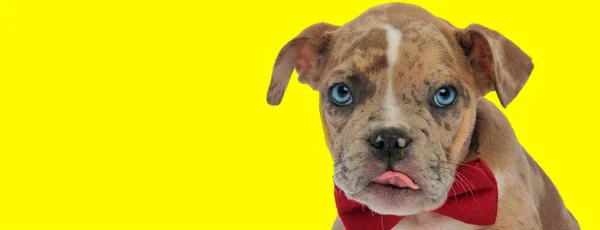 Elegant little american bully puppy dog sticking out its tongue — ストック写真