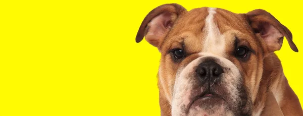 Funny english bulldog puppy looking at the camera — 스톡 사진