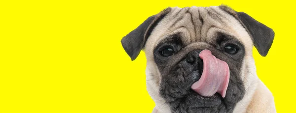 Hungry little pug licking its nose as it waits to eat a snack — 스톡 사진