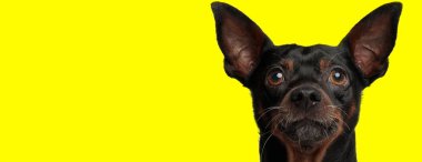 Siyah kürklü güzel bir köpeğin sarı stüdyo arka planında mutlu bir şekilde kameraya bakması.