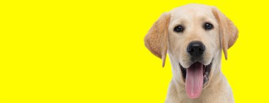 Sarı stüdyo arka planında mutlu, kahverengi kürklü, sevimli Labrador Retriever köpeğine yakın durun.
