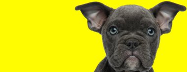 Siyah kürklü ve mavi gözlü sevimli bir Amerikan kabadayı köpeğinin sarı stüdyo arka planında mutlu bir şekilde kameraya bakması.