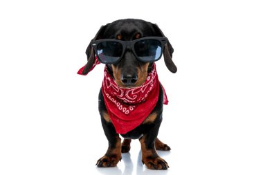 Kırmızı bandana ve güneş gözlüğü takan havalı Teckel köpek yavrusu beyaz stüdyo arka planında duruyor.