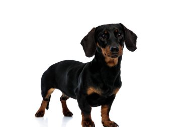 Meraklı Teckel köpeği beyaz stüdyonun arka planında beklerken bekliyor.