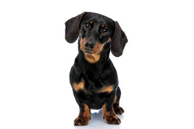 Meraklı Teckel köpek yavrusu beyaz stüdyo arka planında dikilirken başını öne eğiyor.