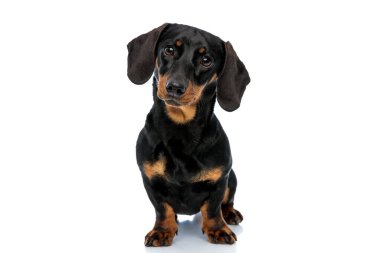 Curious Teckel puppy looking forward and tilting its head while standing on white studio background clipart