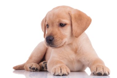 Tatlı bebek Labrador Retriever beyaz arka planda yan yatar
