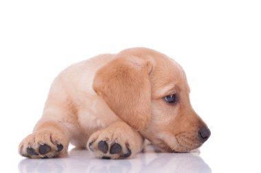Tatlı Labrador Retriever 'ın yan görüntüsü beyaz arka planda izole edilmiş bir şekilde duruyor.