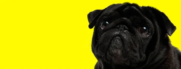 黄色のスタジオの背景に謙虚な目で上を見上げ黒い毛皮を持つかわいい犬のクローズアップ — ストック写真