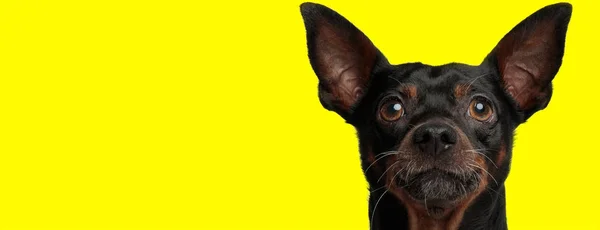 Close Beautiful Pincher Dog Black Fur Looking Camera Happy Yellow — Stock Photo, Image