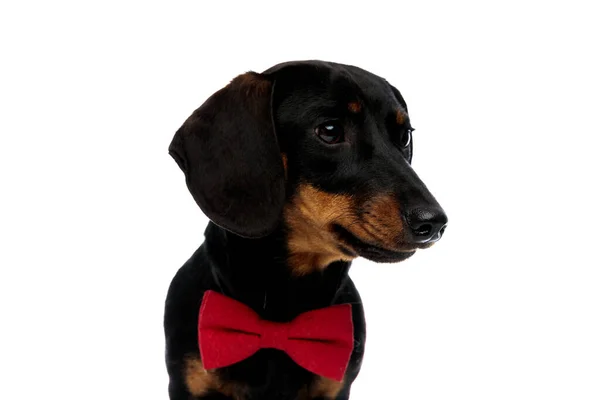 Focado Cachorrinho Teckel Vestindo Bowtie Olhando Para Longe Fundo Estúdio — Fotografia de Stock