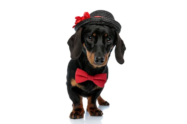 可爱的Teckel小狗 戴着领带和帽子 好奇地向前看 站在白色的工作室背景上 — 图库照片