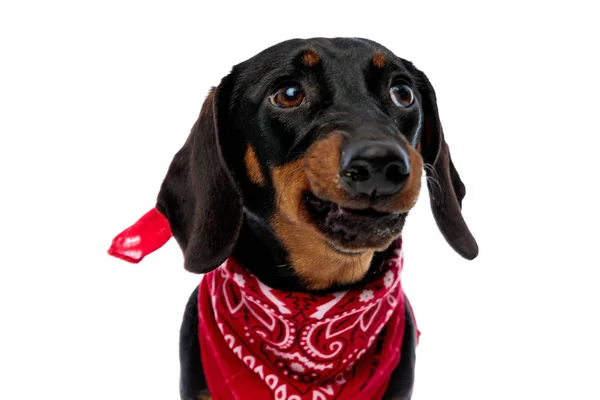 Verontrust Teckel Puppy Fronsen Het Dragen Van Rode Bandana Tijdens — Stockfoto