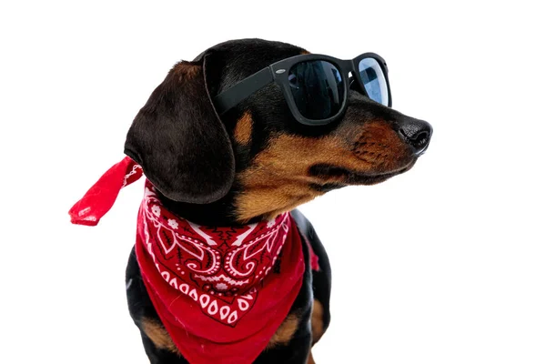 Cachorro Teckel Ansioso Olhando Para Lado Enquanto Vestindo Bandana Vermelha — Fotografia de Stock