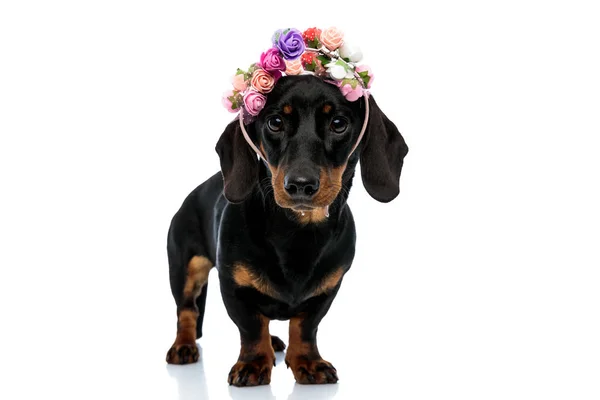 Adorable Teckel Puppy Looking Forward Wearing Flower Headband While Standing — Stock Photo, Image