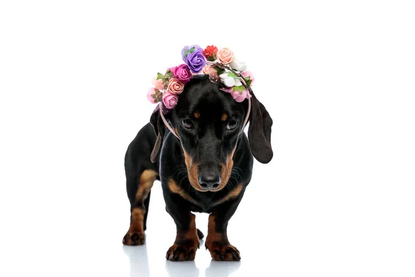 Tímido Cachorro Teckel Usando Una Colorida Flor Caída Diadema Culpable —  Fotos de Stock