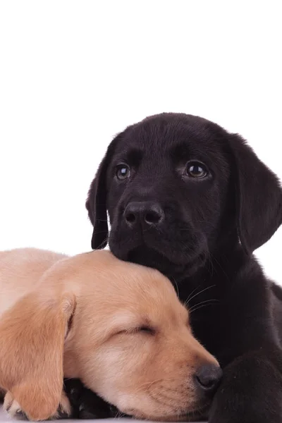 Grupp Labradorer Retriever Sova Och Mysa Vit Bakgrund — Stockfoto