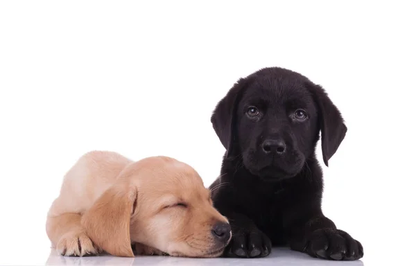 Team Två Labradors Retrievers Sova Och Mysa Som Lägger Ner — Stockfoto