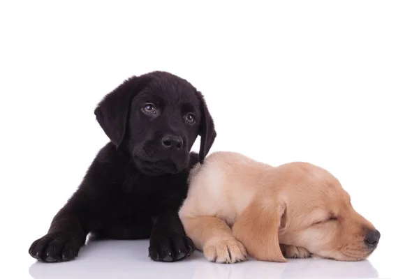 Grupo Dos Labradores Recuperadores Que Duermen Acurrucan Acostados Aislados Sobre —  Fotos de Stock