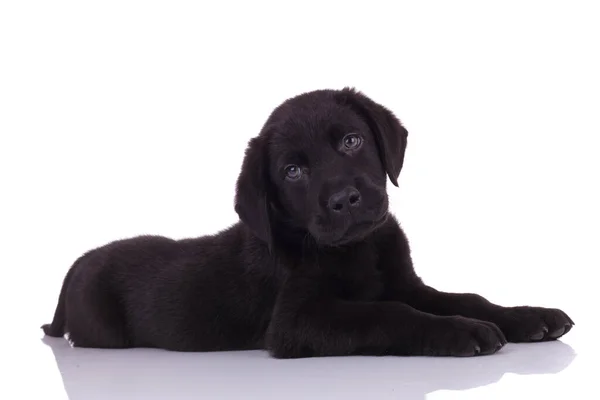 Bonito Bebê Labrador Retriever Deitar Olhando Para Lado Isolado Fundo — Fotografia de Stock