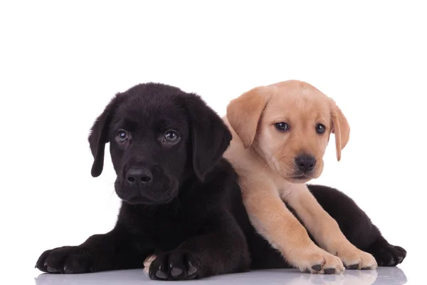 Group Two Labradors Retrievers Looking Side Laying Top White Background — Stock Photo, Image